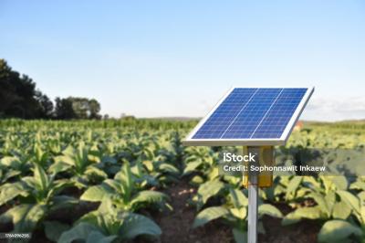 Đèn Năng Lượng Mặt Trời – Giải Pháp Chiếu Sáng Thông Minh Cho Khu Vườn Của Người Làm Vườn